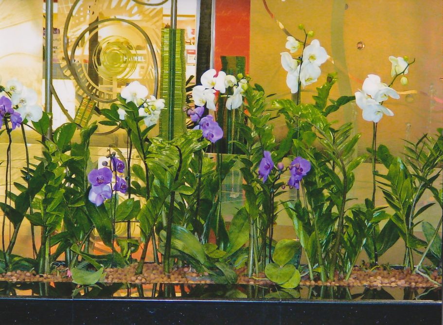 Orchideeën op Singapore Airport